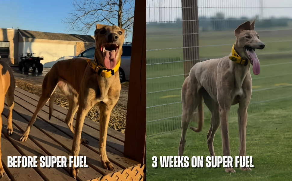 K9 Power - Super Fuelâ˘