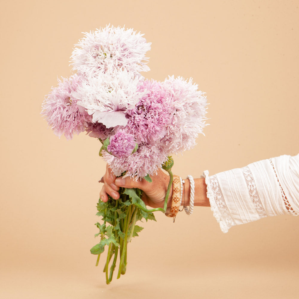 Libra Seed Bundle